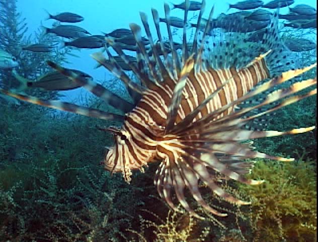 Bonaire Island DX News PJ4K Ion Fish